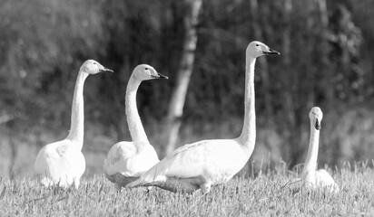 swans