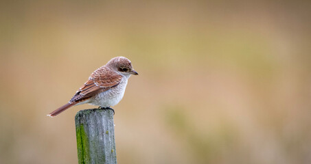 robin on a fence