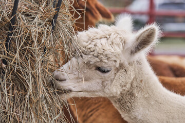 Farm petting zoo llamas and alpacas cute eating hay outdoors