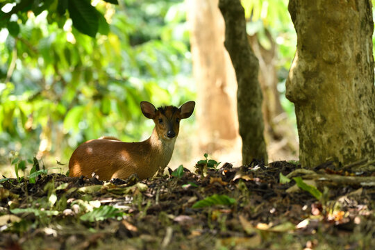 Muntjacs, also known as the barking deer or rib-faced deer, are small deer of the genus Muntiacus native to South Asia and Southeast Asia.