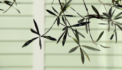 Olivenzweige mit Oliven, isoliert und freigestellt vor hellen Hintergrund