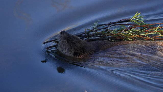 Close up view of a beaver swimming with branch it is holding onto.