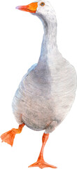 Watercolor cute white goose