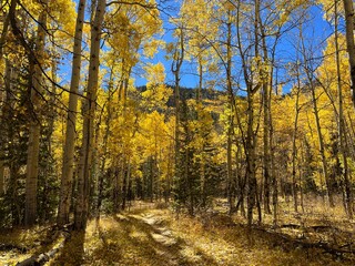 Obraz premium autumn in the forest