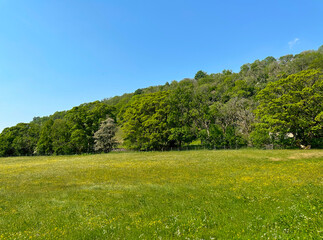 Yorkshire landscape, with grassland, wild flowers, trees and hills, on a sunny day near, Nuthatch Cottage, Buckden, UK