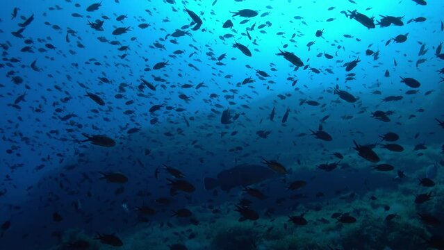 Backlight underwater scene - Big shoal of damselfish in dark blue water