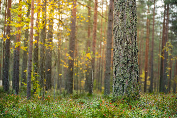 focus on pine tree trunk in beautiful green forest scenery