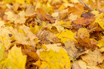 close up of autumnal yellow maple leaves
