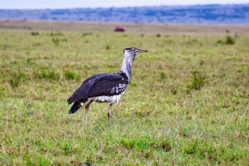 Obraz na płótnie Canvas Kori Bustard foraging for insects and small rodents in the grasslands of Maasai Mara, Kenya, Africa