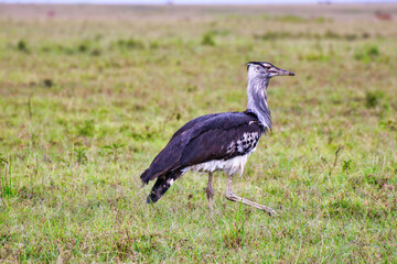 Kori Bustard foraging for insects and small rodents in the grasslands of Maasai Mara, Kenya, Africa