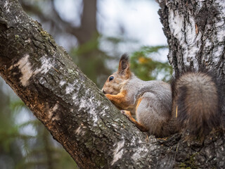 Naklejka na ściany i meble The squirrel with nut sits on tree in the autumn. Eurasian red squirrel, Sciurus vulgaris.