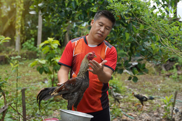 Asian man practices fighting cocks on his pet which is a local breed of chicken raised for sports...