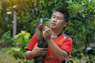 Asian man practices fighting cocks on his pet which is a local breed of chicken raised for sports...