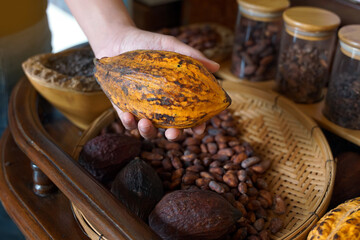 Cocoa, Cacao, Chocolate Nut Tree. Fruit shaped like a papaya on the trunk or branches. Gourd-like...