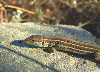 lizard on the stone