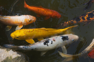 Obraz na płótnie Canvas Koi fish (Cyprinus carpio koi) of different colors 