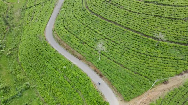 drone footage of tea plantations and water in Sri Lanka