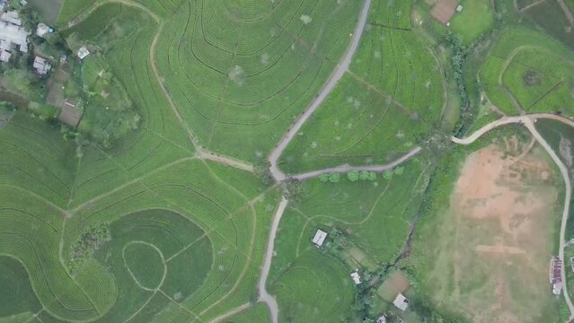out of town said in sri lanka, the gereen view in top