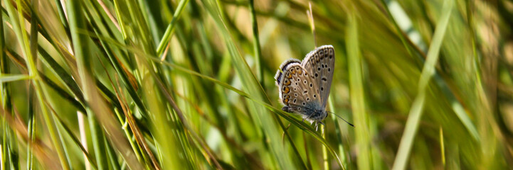 butterfly on the grass