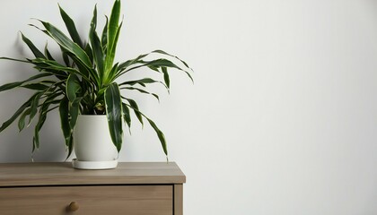 indoor plant pot tropical in blank wall background  in the table