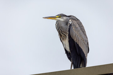 Grey heron 