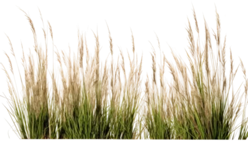 Foto op Canvas Native Tall Fescue Symphony on isolated background © Artimas 