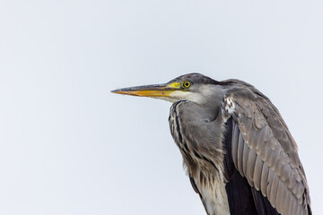 Grey heron 