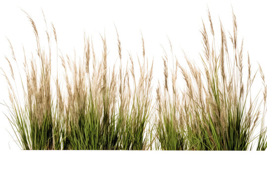 Native Tall Fescue Symphony on isolated background