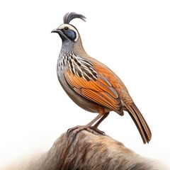 Mountain quail bird isolated on white background.