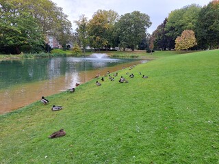 Autumnal park with a lake and wild birds, as well as a green mowed lawn