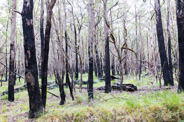 Photograph of eucalyptus trees recovering from severe bushfire in The Blue Mountains in New South Wales in Australia