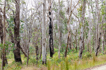 Photograph of eucalyptus trees recovering from severe bushfire in The Blue Mountains in New South Wales in Australia