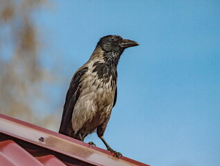 Birds of a Crow close-up on a metal roof against a blue sky in summer
