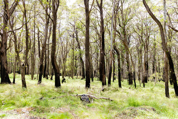 Photograph of eucalyptus trees recovering from severe bushfire in The Blue Mountains in New South Wales in Australia