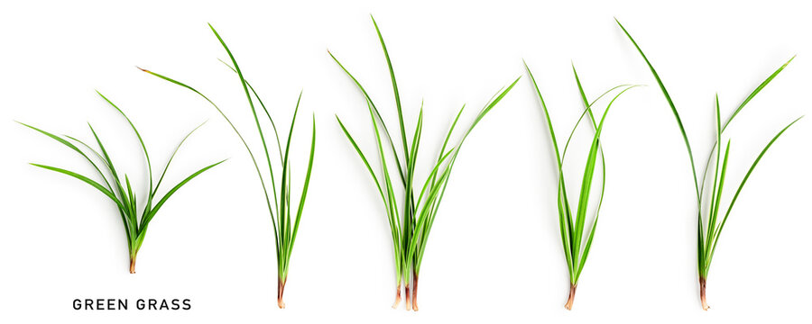 Green grass collection. Sedge blades isolated on white background.
