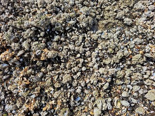 The sea coast in Belgium is covered with seashells. Background with seashells on the seashore.