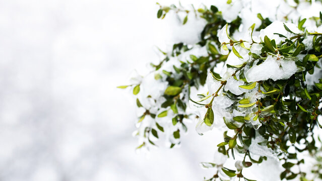 A boxwood bush covered with snow and ice with green leaves on a blurred background