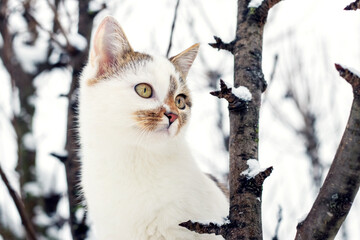 Naklejka na ściany i meble A white spotted cat on a tree in winter looks at something intently