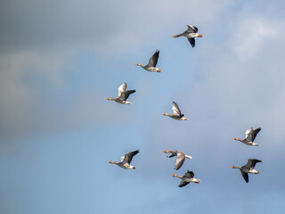 Canada Geese Flock in Flight