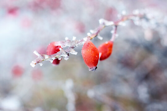 Frost-covered red rose hips on an ice-covered branch