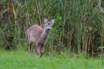 Naklejka na ściany i meble A young roe deer standing on the medow. Capreolus capreolus. Deer in the nature habitat.