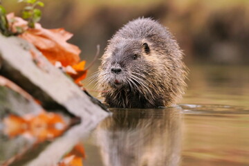 Coypu (Myocastor coypus) in the nature habitat. A nutria sitting in water