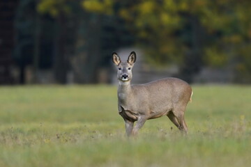 Autumn scene with a roe deer. (Capreolus capreolus) A doe stands in a meadow and looks at the camera