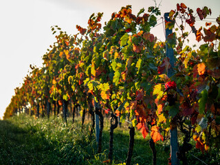 Herbstlich gefärbtes Weinlaub am Weinstock