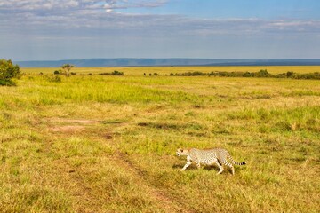Obraz premium A lone female Cheetah looks out for game in the vast grasslands of Maasai Mara, Kenya, Africa
