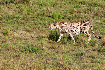 A lone female Cheetah looks out for game in Maasai Mara, Kenya, Africa
