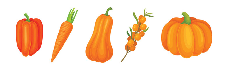 Fresh Orange Organic Fruit and Garden Cultivar Vector Set