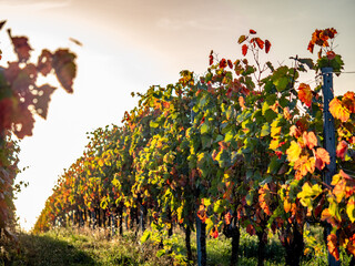 Herbstlich gefärbtes Weinlaub am Weinstock