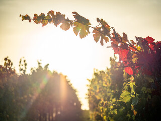 Herbstlich gefärbtes Weinlaub am Weinstock