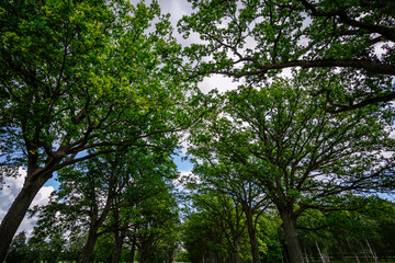 Fototapeta na wymiar Amidst a grand oak alley, a landscape road is lined with lush green trees, providing a captivating view of the summer foliage when observed from below.